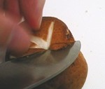 shiitake-deco-2