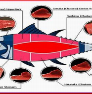 Parts of the Tuna used for Japanese Foods