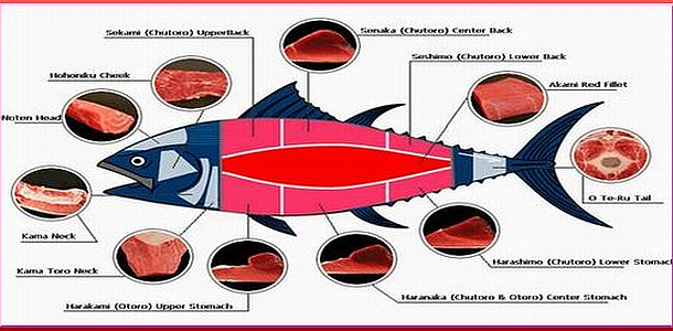 Parts of the Tuna used for Japanese Foods